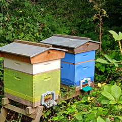 A Hive of Activity Thanks to Donation