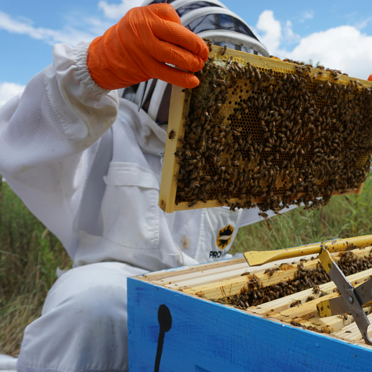 Gift a Queen Bee