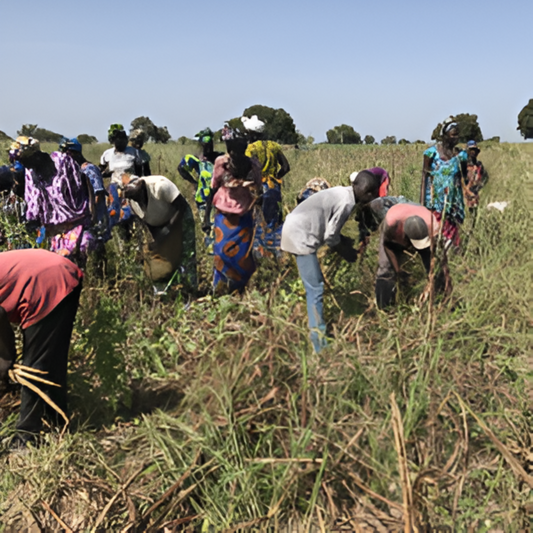 Community Gardening Project